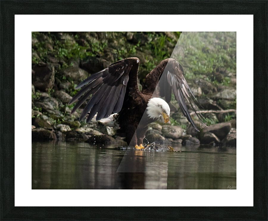 Bandit  Picture Frame print