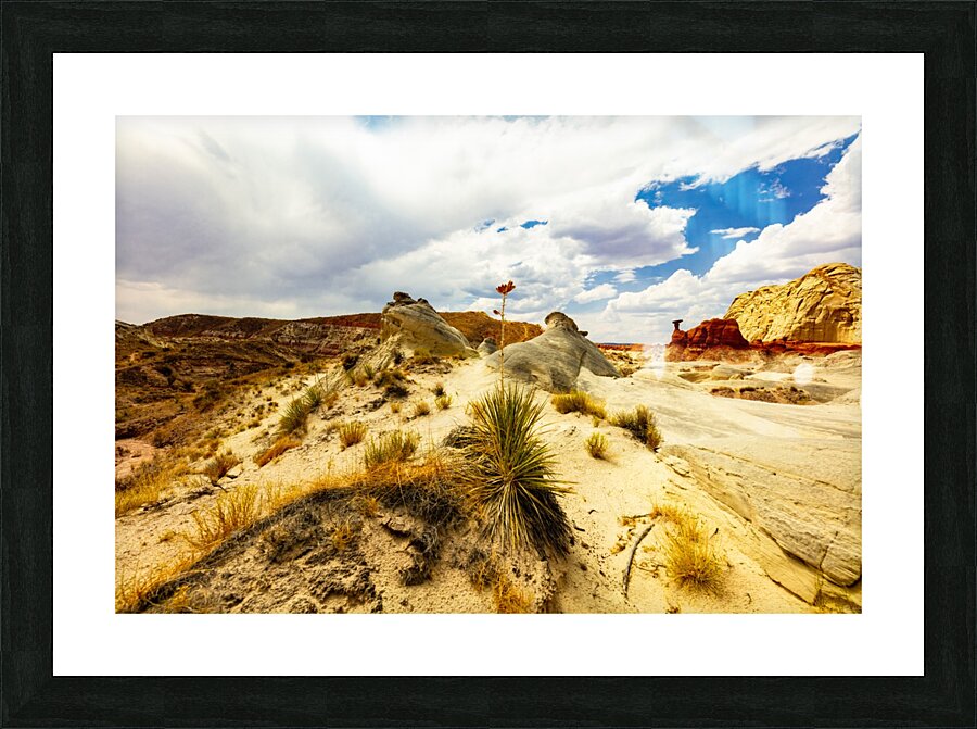Desert Flower Picture Frame print
