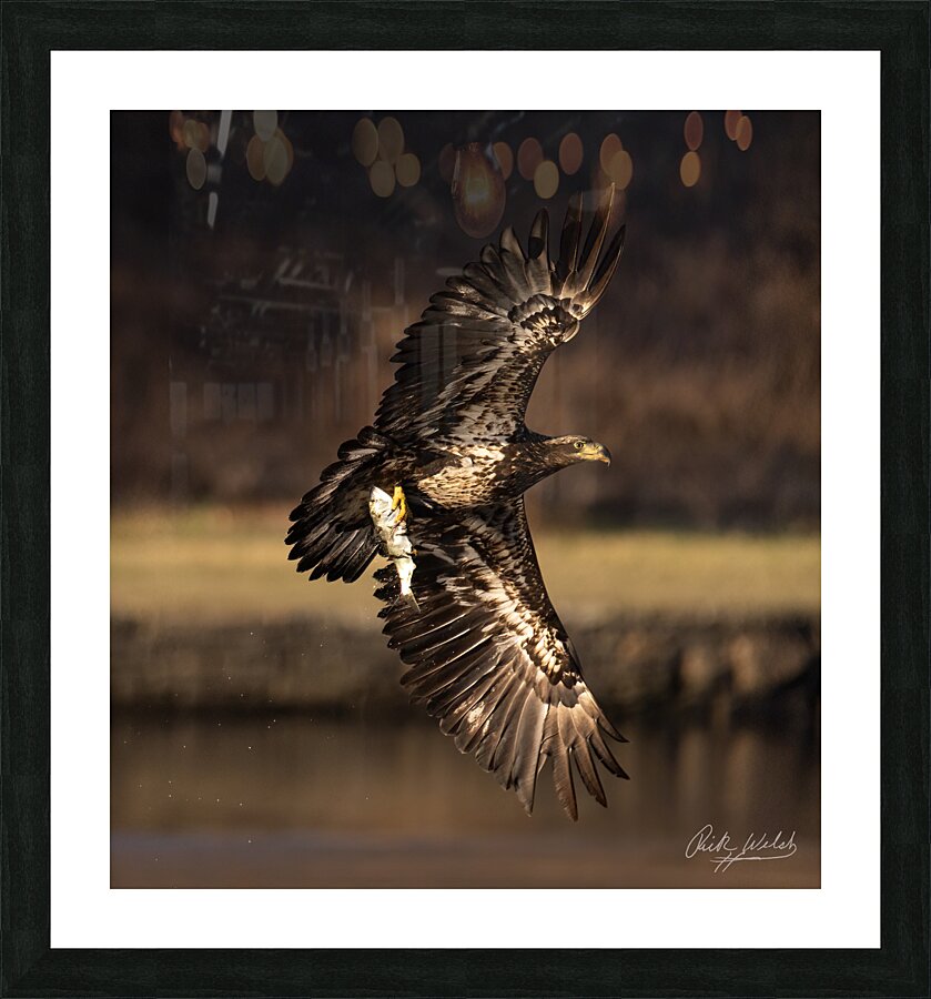 Eagle with Fish Picture Frame print
