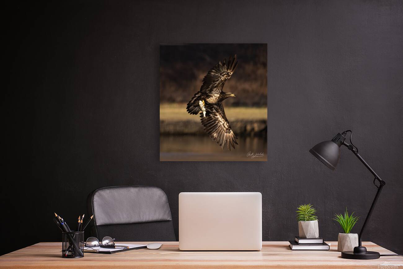 Eagle with Fish Reproduction