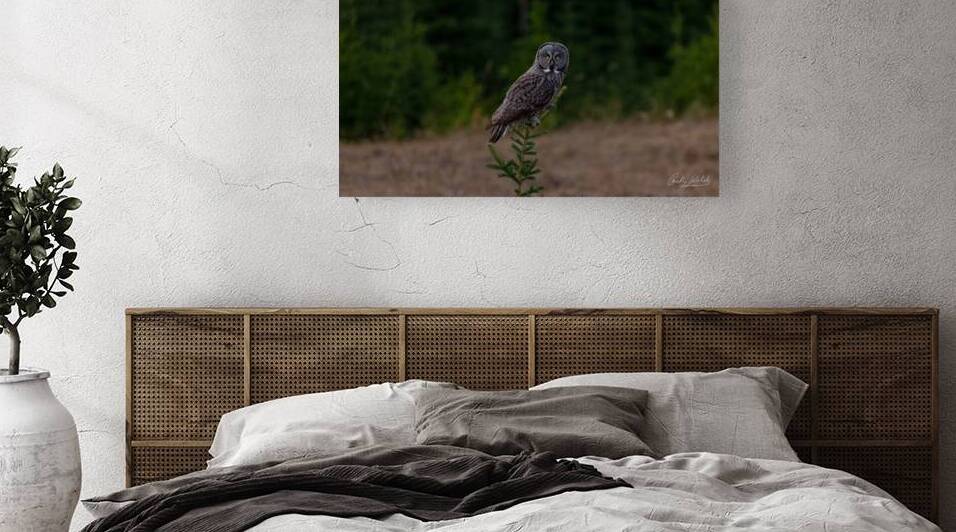 Great Grey Owl Alberta Ca 2023  by Rick Welsh K59 Photography