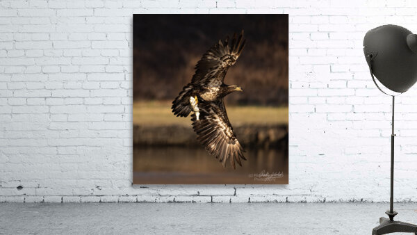 Eagle with Fish Wall Preview