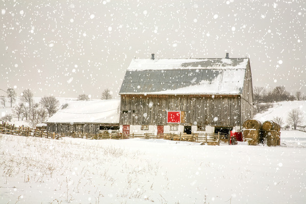 Little Red Square Digital Download