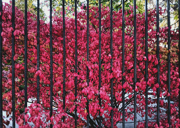 Burning Bush Behind Bars Téléchargement Numérique