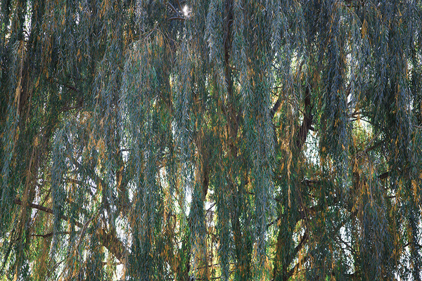 Weeping Willow Near a Stream Digital Download