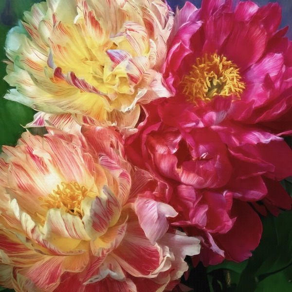 Soft As a Cloud Peonies Digital Download