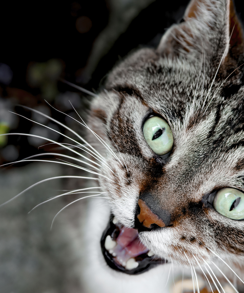 Chatty Cat Following Me Digital Download