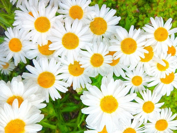 Shasta Daisies to Cheer You Up Digital Download
