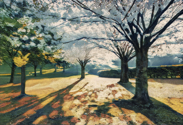 Spring in High Park Toronto Digital Download