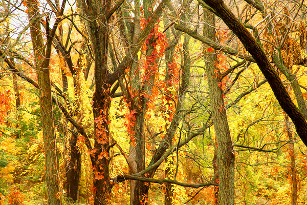 Strangled by Vines Digital Download