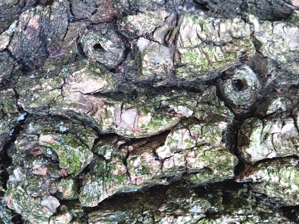 Bark Looks Like a Toad Digital Download