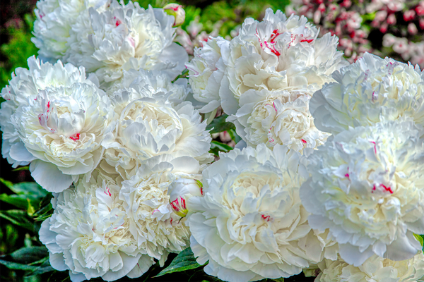 Group of White Peonies Digital Download
