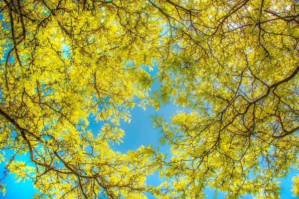 Love that Spring Green  Digital Download