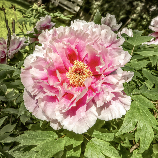 Pick the Largest Pink Peony Digital Download