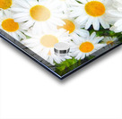 Shasta Daisies to Cheer You Up Acrylic print