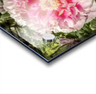 Pick the Largest Pink Peony Acrylic print