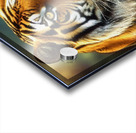Tiger Acrylic print