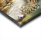 Leopard  Acrylic print