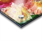 Soft As a Cloud Peonies Acrylic print