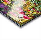 Blooming Echinacea Acrylic print