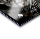 Chatty Cat Following Me Acrylic print