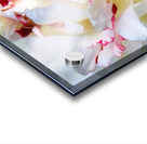 Peony Really Close Up Acrylic print