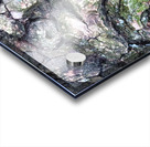 Bark Looks Like a Toad Acrylic print