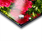 Deep Red Peonies Acrylic print