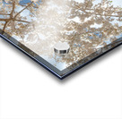 Cherry Blossoms Acrylic print