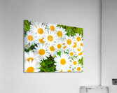 Shasta Daisies to Cheer You Up Acrylic Print