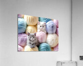 Fluffiness Overload Acrylic Print