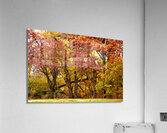Tree Fall Down Go Boom Acrylic Print