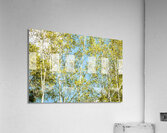 Aspen and Blue Skies Acrylic Print