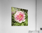 Pick the Largest Pink Peony Acrylic Print
