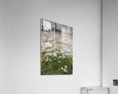Queen and the Barn Acrylic Print