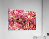 Apple Blossoms Maybe Acrylic Print