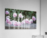 Leaside Peonies Acrylic Print