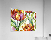 Tulips All Opened Up Acrylic Print