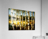 Birch Tree Teens Acrylic Print