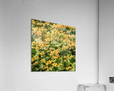 Sunny Yellow Meadow Acrylic Print