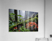Deep and Damp Forest Acrylic Print