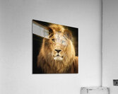 Lion King Acrylic Print