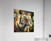 Tiger Acrylic Print