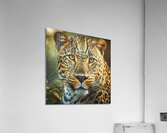 Leopard  Acrylic Print