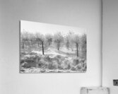 Ice-Covered Apple Trees Acrylic Print