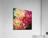 Soft As a Cloud Peonies Acrylic Print