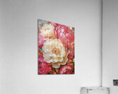 Peonies Illustrated Acrylic Print
