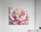 Clinging Raindrops Acrylic Print