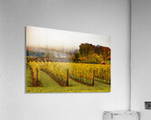 Niagara Vineyard Route Acrylic Print