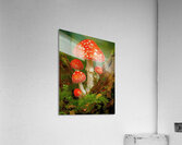 Red Spotted Toadstools Acrylic Print